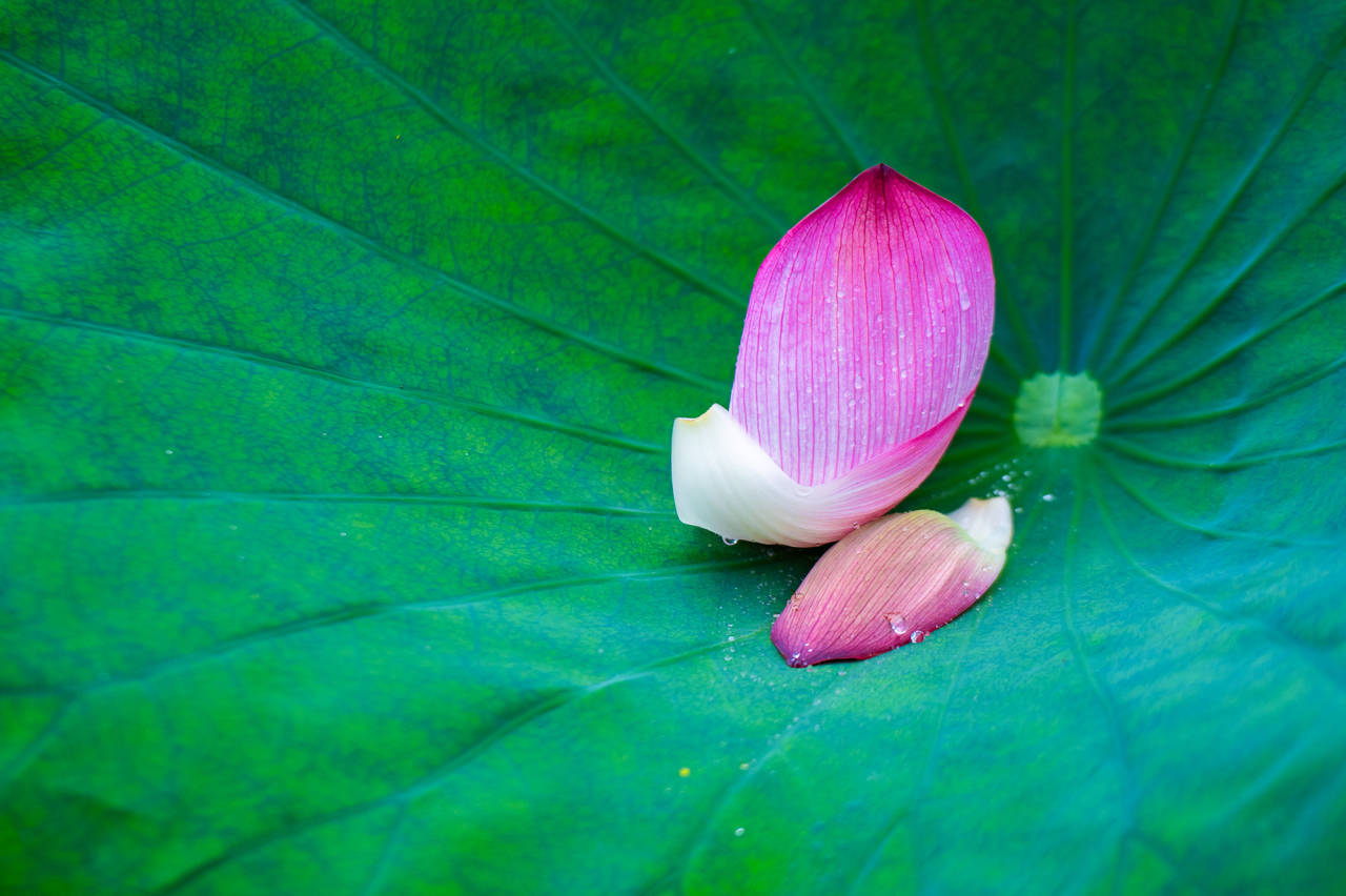 https://image.jiaxingren.com/assets/20240711/1720664501060_668f41b5765070043ccad4f8.jpeg