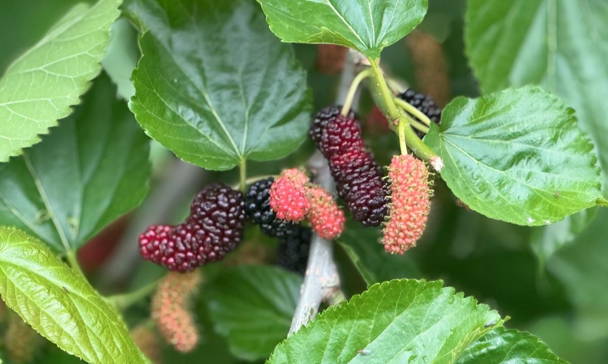 春日限定！秀洲这里“黑宝石”熟啦