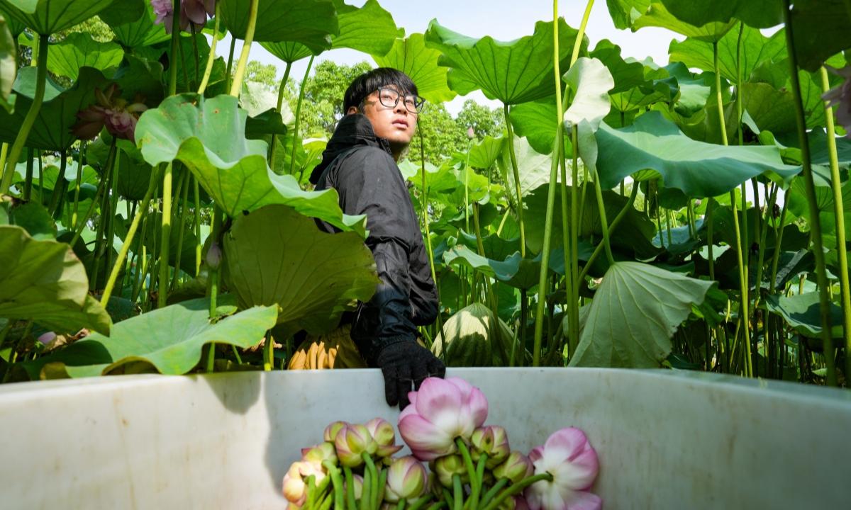 “00后”采荷在藕塘深处